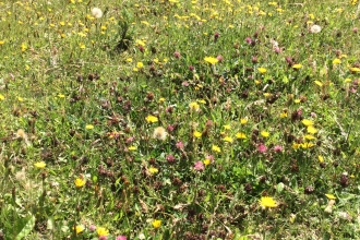 Jan Stroud's Wildlife Meadow