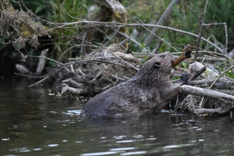 Beaver © David Parkyn/ Cornwall Wildlife Trust