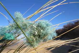 Ghost fishing gear © Trudi Lloyd Williams