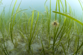 Seagrass bed © Paul Naylor