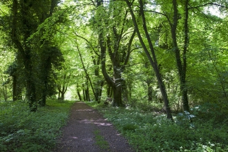 Chappetts Copse HIWWT Nature Reserve Copyright Mike Read (www.mikeread.co.uk)