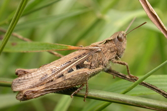Field grasshopper © Philip Precey