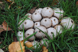 Puffballs (c) Amy Lewis