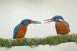 Kingfishers on the River Test © Richard Jacobs