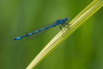 Southern damselfly © Chris Button