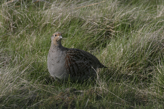 grey partridge