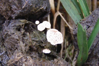 Nail Fungus, Poronia punctata