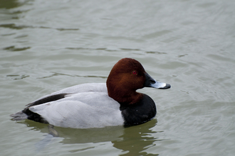 Pochard