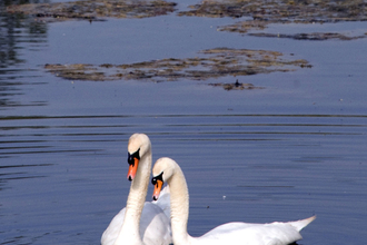 mute swans