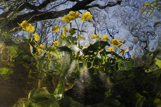 Marsh marigold on the River Itchen from underwater ©  Linda Pitkin/2020VISION