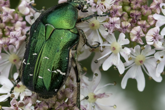 Rose Chafer Close-Up, St Nons Bay Pembrokeshire, by John Windust, 27/06/2009