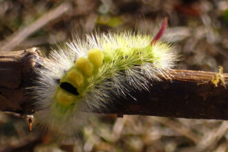 Pale tussock moth caterpillar