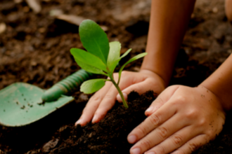 Planting 