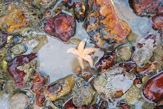 Starfish in the intertidal zone