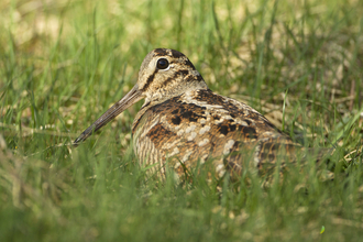 Woodcock in grass