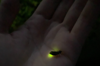 glowing glow worm 