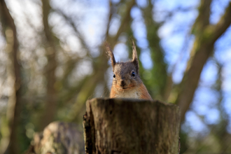 Squirrel peeking over tree stump