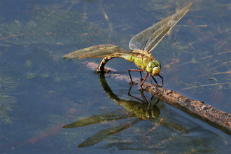 Dragonfly copyright Jon Mitchell