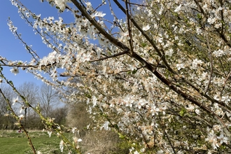 Cherry Plum in Hedge, Susan Simmonds