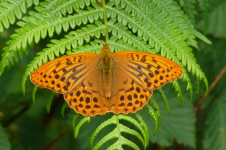 Silver washed Fritillary Graham Dennis