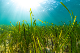 seagrass