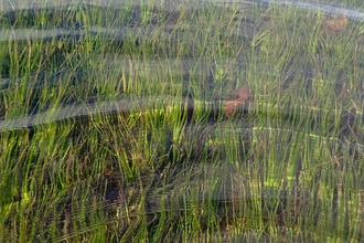 Seagrass see through water