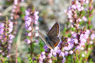 Brown Argus on Heather - Bob Chapman