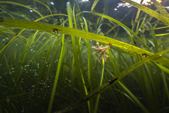 Stalked jellyfish on green seagrass