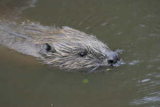 Beaver Swimming Close-Up, Darin Smith