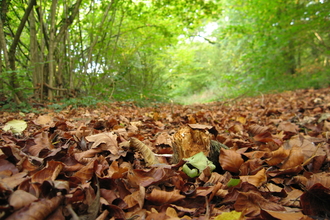 autumn leaves lying on the forest floor with overhanging trees in the background