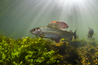 Grayling in chalk stream © Paul Colley