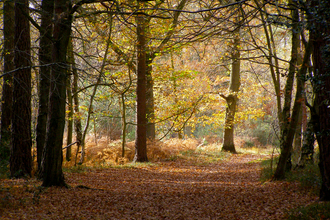 A forest path covered in autumn leaves through Pamber Forest
