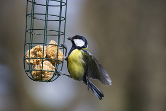 Great tit on bird feeder