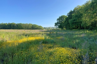 Green and yellow fields, big green trees and blue sky