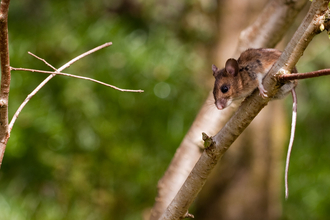 Woodmouse