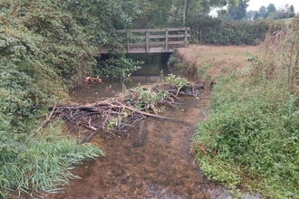 Beaver dam in river made up of branches and bits of trees. Walkway bridge and trees in background.