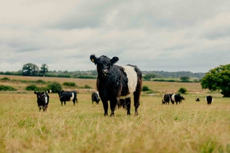 Black and white cows stood in green grass field. 