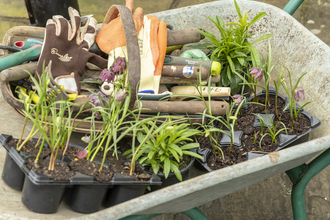 Wheelbarrow with plants copyright free