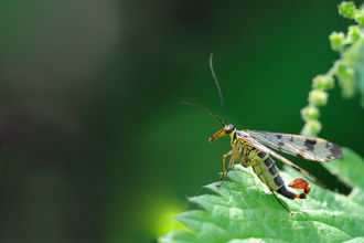 Male scorpion fly on a leaf