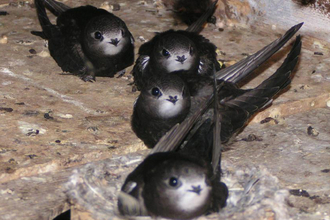 Swifts © Erich Kaiser