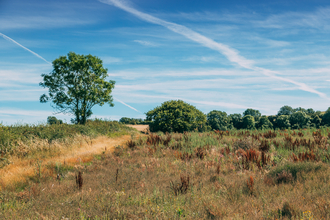 Little Duxmore on a sunny day, there is long, dry grass in the foreground and shrubs in the background. On the left is a medium sized tree. 