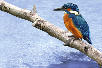 A kingfisher perching on a branch over milky blue water.