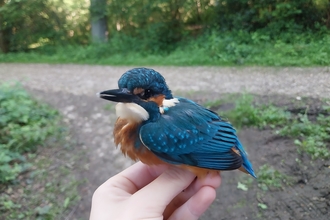 A kingfisher sitting on a hand after being ringed