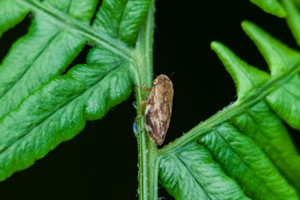 A froghopper on the stem of a plant. there are fern-like leaves all around with a black background