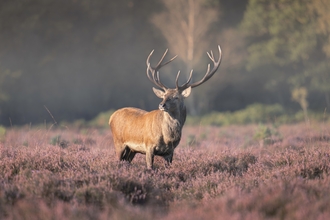 majestic stag with a large, branching antler rack stands in the centre of a field covered with purple heather