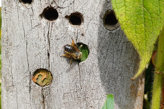 Leaf-cutter bee capping her nest with a section of leaf. The nest and bee are on a grey wooden post with 5 holes in it. 