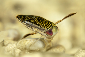 Lesser water boatman © Paul Colley