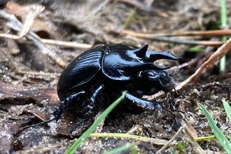 A male minotaur beetle on a brown woodland floor. There are a few strands of green grass in the foreground