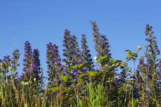 Viper's bugloss Mike Read