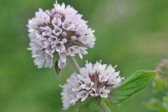 Water mint © Conall McCaughey